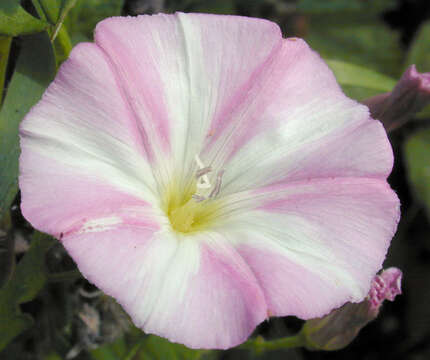 Image of Field Bindweed