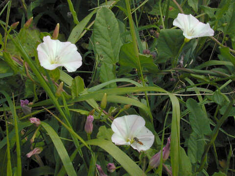 Image of Field Bindweed