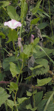 Image of Field Bindweed