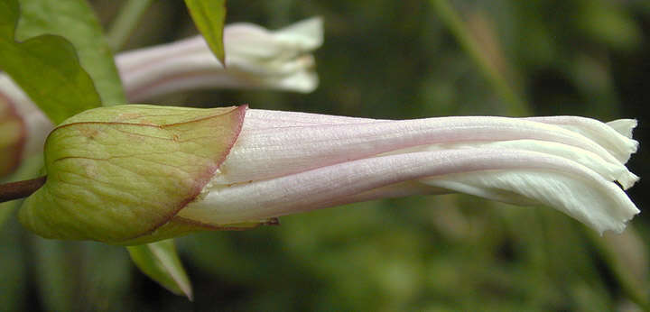 Image de Calystegia silvatica subsp. disjuncta R. K. Brummitt