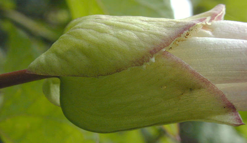 Image de Calystegia silvatica subsp. disjuncta R. K. Brummitt