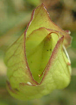 Image de Calystegia silvatica subsp. disjuncta R. K. Brummitt