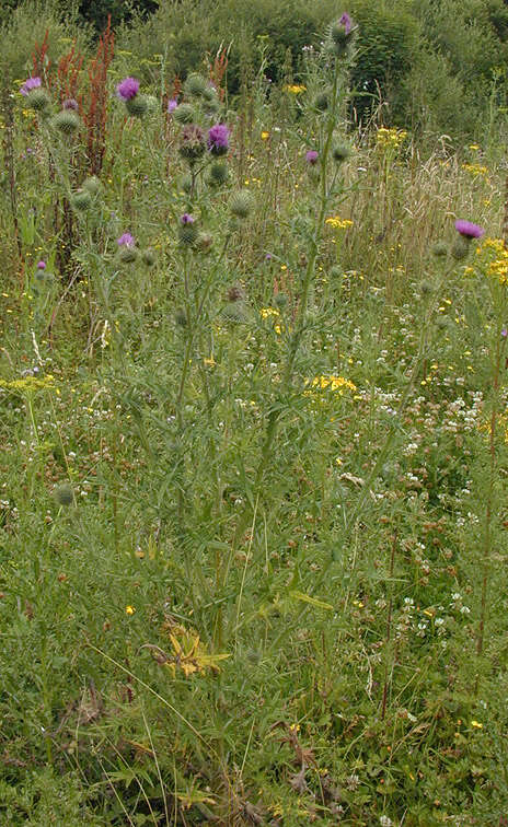 Image of Spear Thistle