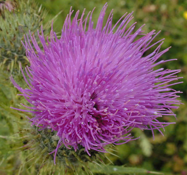 Image of Spear Thistle