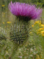 Image of Spear Thistle