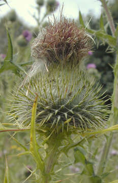 Image of Spear Thistle