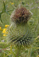 Image of Spear Thistle