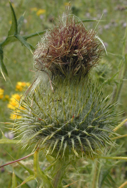 Image of Spear Thistle