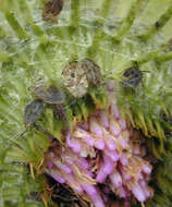 Image of spear thistle lacebug