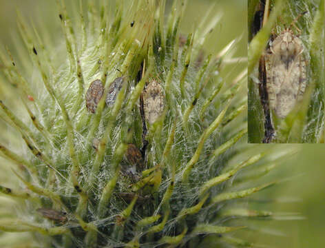 Image of spear thistle lacebug