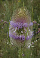 Dipsacus fullonum L.的圖片