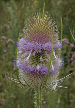 Image of Fuller's teasel