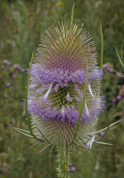 Dipsacus fullonum L.的圖片