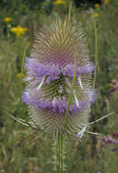 Dipsacus fullonum L.的圖片