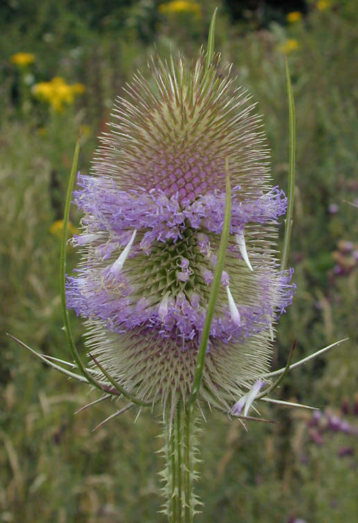 Dipsacus fullonum L.的圖片