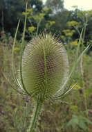 Image of Fuller's teasel