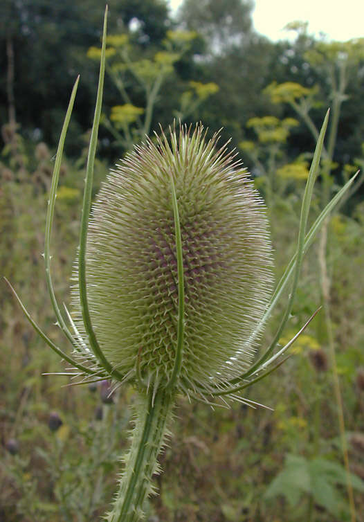 Image of Fuller's teasel