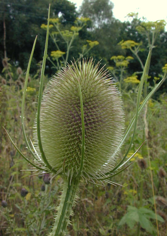 Image of Fuller's teasel