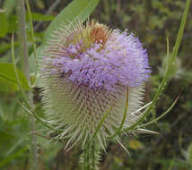 Image of Fuller's teasel