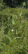 Image of Fuller's teasel