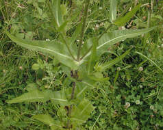 Image of Fuller's teasel