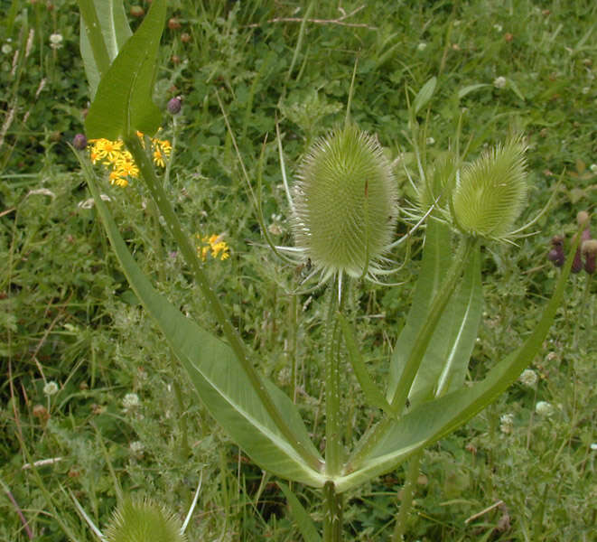 Image of Fuller's teasel