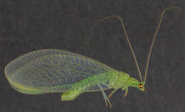Image of Pseudomallada prasinus (Burmeister 1839)