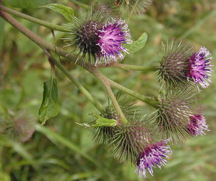 Image of common burdock