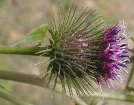 Image of common burdock