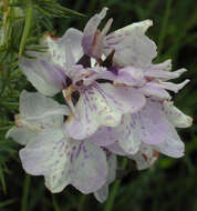 Image of Dactylorhiza maculata subsp. ericetorum (E. F. Linton) P. F. Hunt & Summerh.