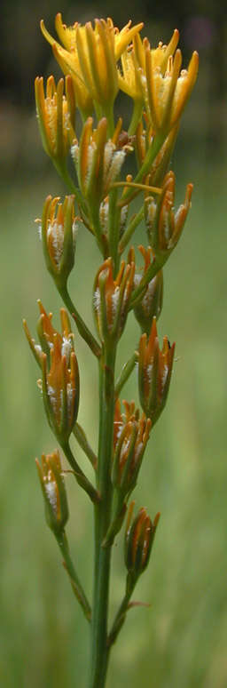 Image of Bog asphodel