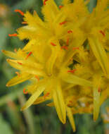 Image of Bog asphodel