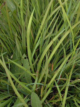 Image of Bog asphodel