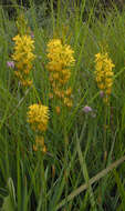 Image of Bog asphodel