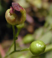 Image of Contarinia scrophulariae Kieffer 1896