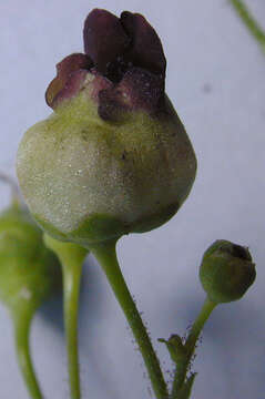 Image of Contarinia scrophulariae Kieffer 1896