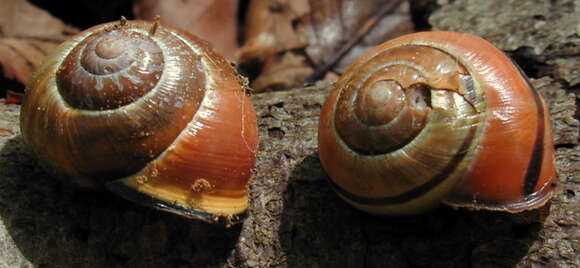 Image of Brown Lipped Snail