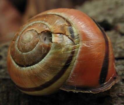 Image of Brown Lipped Snail