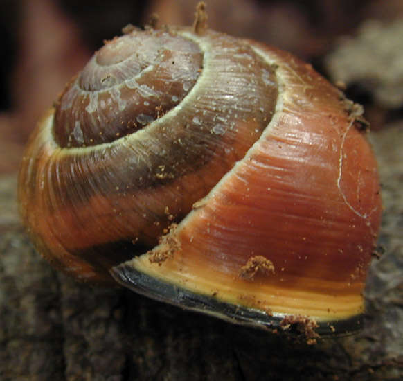 Image of Brown Lipped Snail