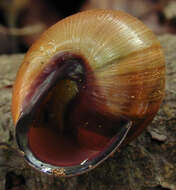 Image of Brown Lipped Snail