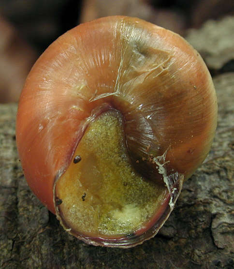 Image of Brown Lipped Snail