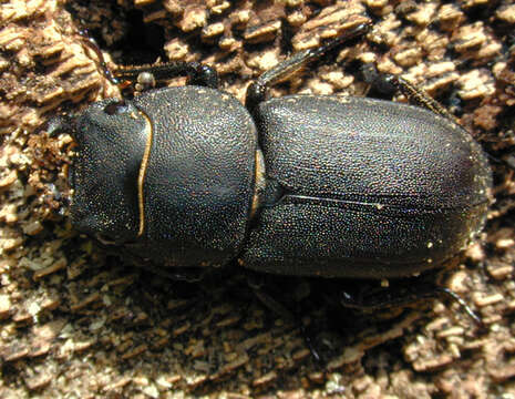 Image of Dorcus parallelipipedus (Linnaeus 1758)