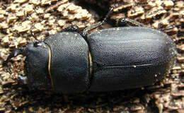 Image of Dorcus parallelipipedus (Linnaeus 1758)