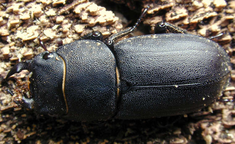 Image of Dorcus parallelipipedus (Linnaeus 1758)