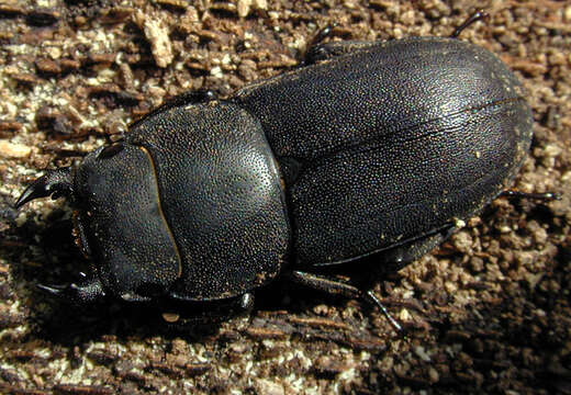 Image of Dorcus parallelipipedus (Linnaeus 1758)