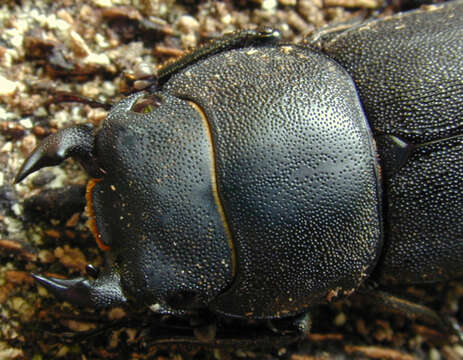 Image of Dorcus parallelipipedus (Linnaeus 1758)