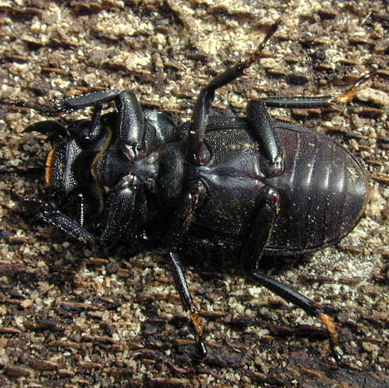 Image of Dorcus parallelipipedus (Linnaeus 1758)