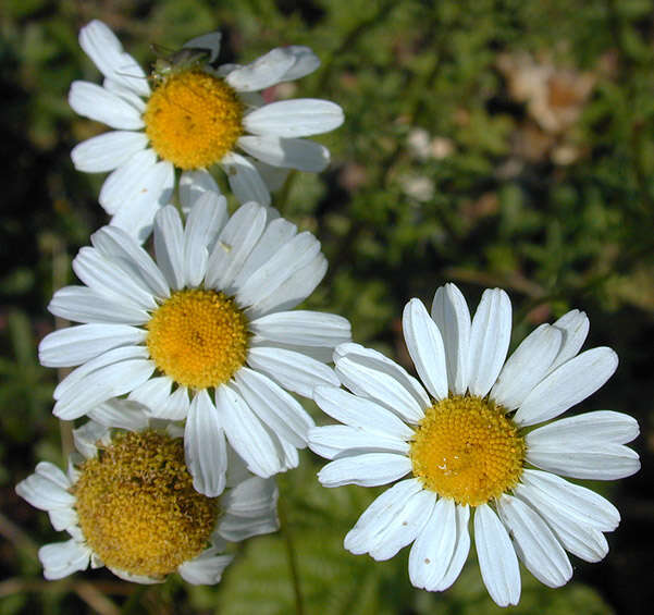 Image of scentless false mayweed