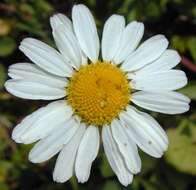 Image of scentless false mayweed