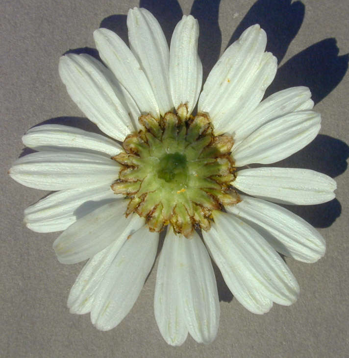 Image of scentless false mayweed